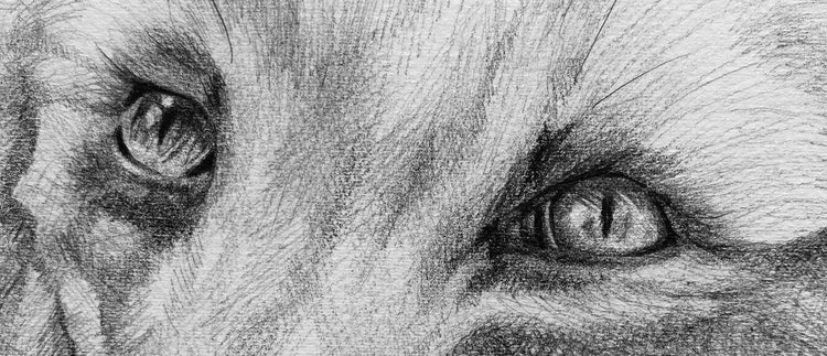 Drawings